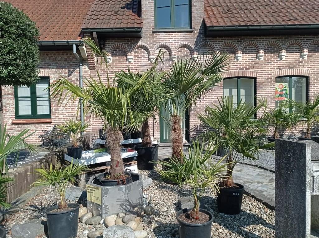 Winterharde palmbomen, Enlèvement, Printemps