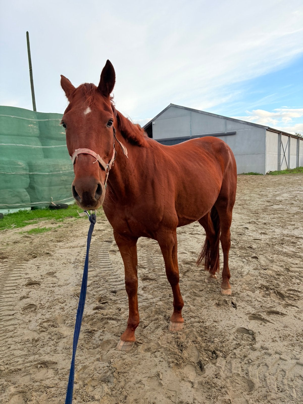 Paard te koop, Dieren en Toebehoren, Ophalen of Verzenden