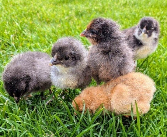 Kuikens kleurlegger olijflegger, Sexe inconnu, Poule ou poulet