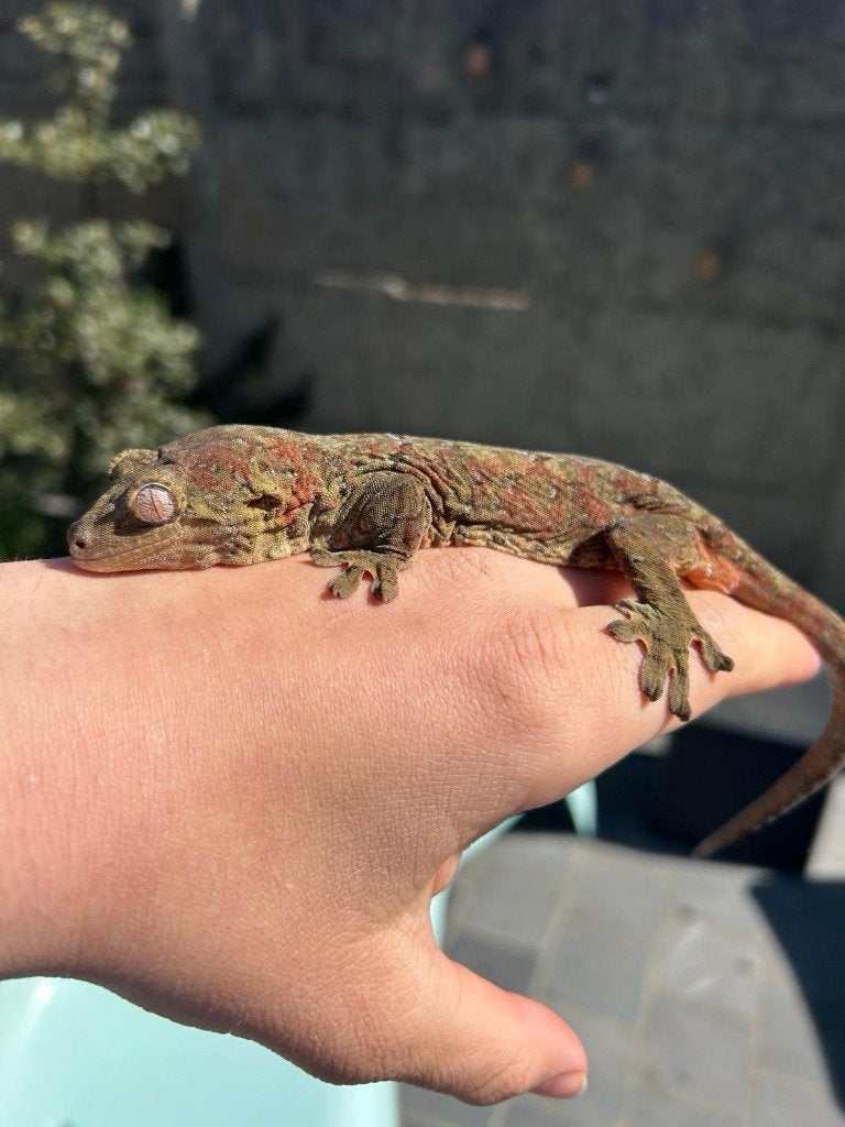 Chahoua Gekko + terrarium, Animaux & Accessoires, Reptiles & Amphibiens, Lézard, Avec terrarium, 3 à 6 ans