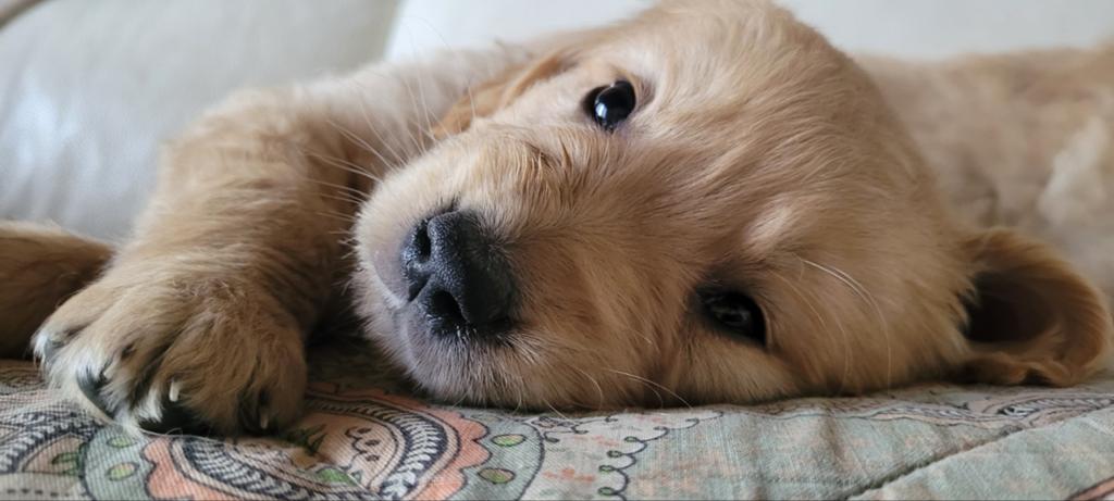 Golden retriever pups leven in m'n huisje met poezen, België, Fokker | Hobbymatig, 8 tot 15 weken, Meerdere