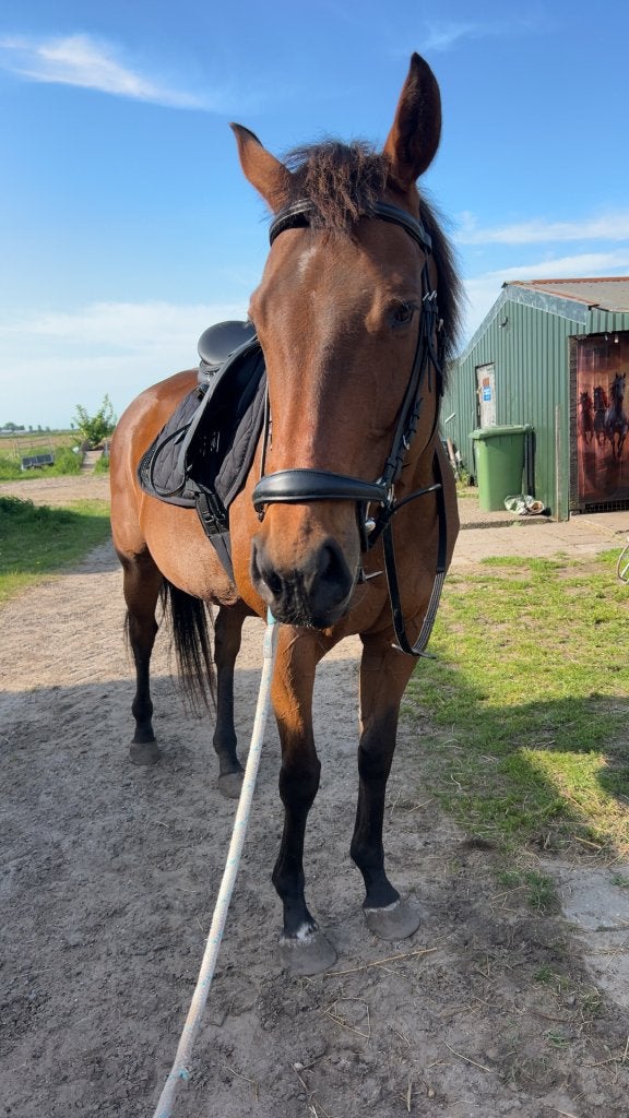 Paardenzadel, Animaux & Accessoires, Chevaux & Poneys | Selles, Enlèvement ou Envoi, Comme neuf, Autres espèces