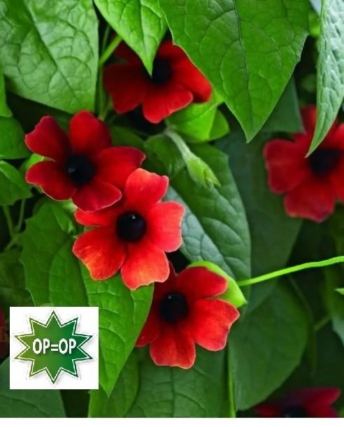 Zaden van rode Thunbergia alata  , oogst 2025, Ophalen of Verzenden, Gehele jaar, Zaad