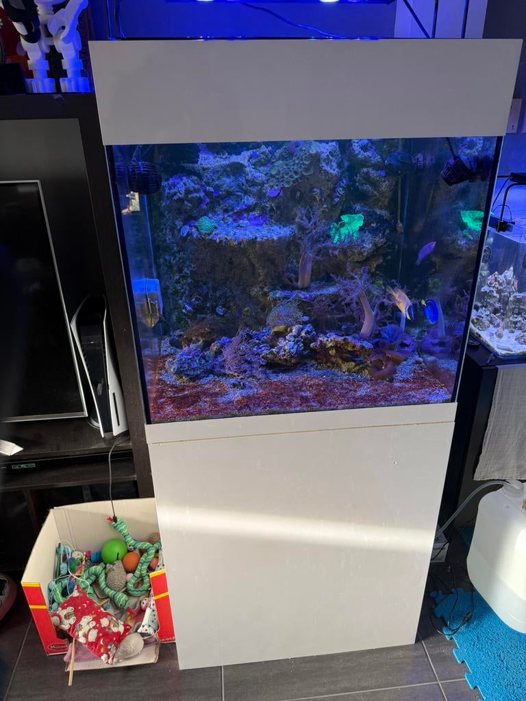 Leeg Zeeaqaurium met achter wand, Ophalen, Gebruikt, Gevuld zeewateraquarium