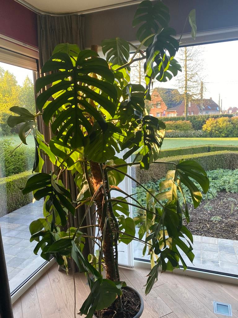 Monstera variegata, Maison & Meubles, Enlèvement, En pot