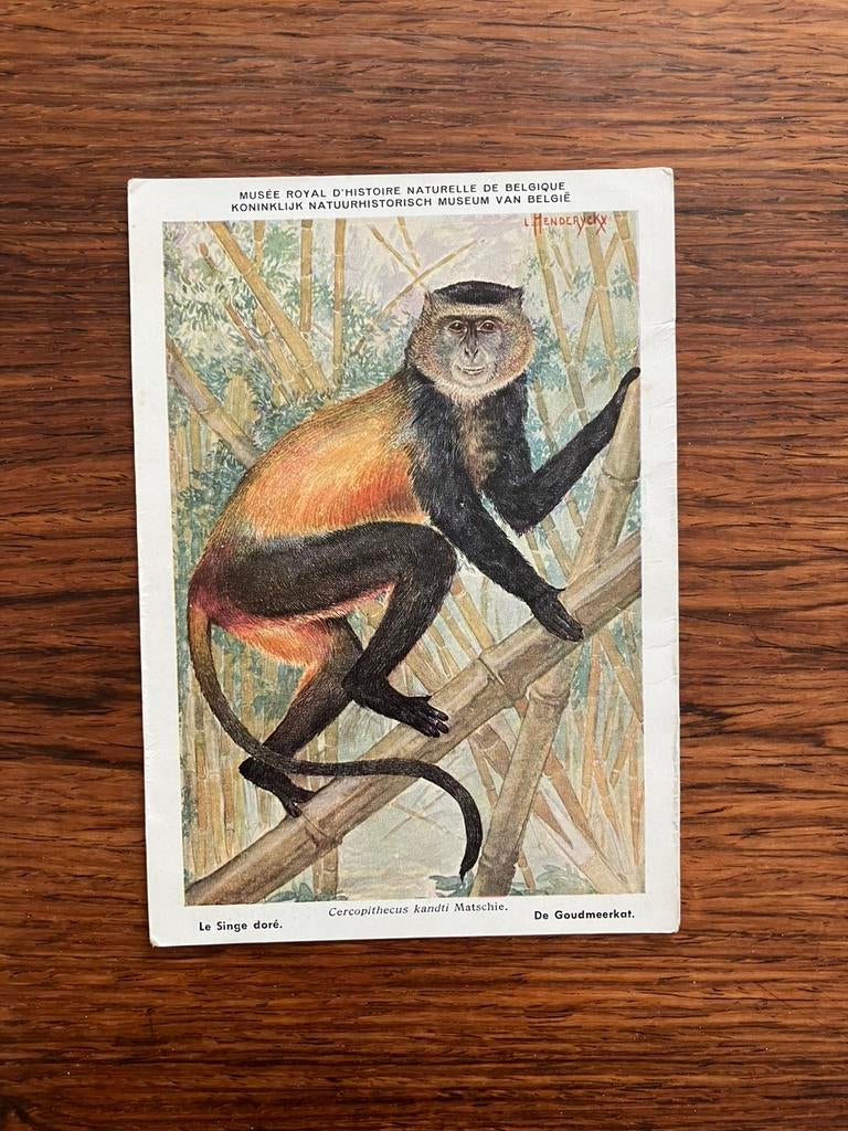 Beschermde zoogdieren in Belgisch Congo nr. 8, Verzamelen, Postkaarten | Dieren, Ophalen of Verzenden, 1940 tot 1960, Ongelopen