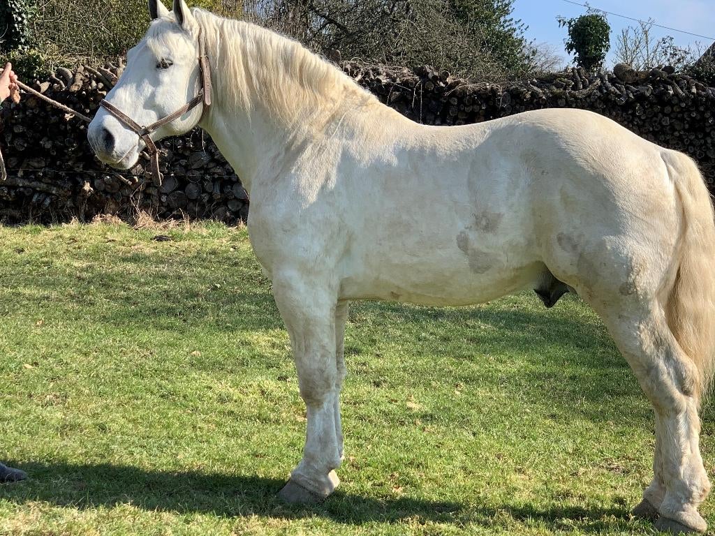 Percheron Dekhengsten ter Dekking - Dekseizoen 2026, Dieren en Toebehoren, Hengst