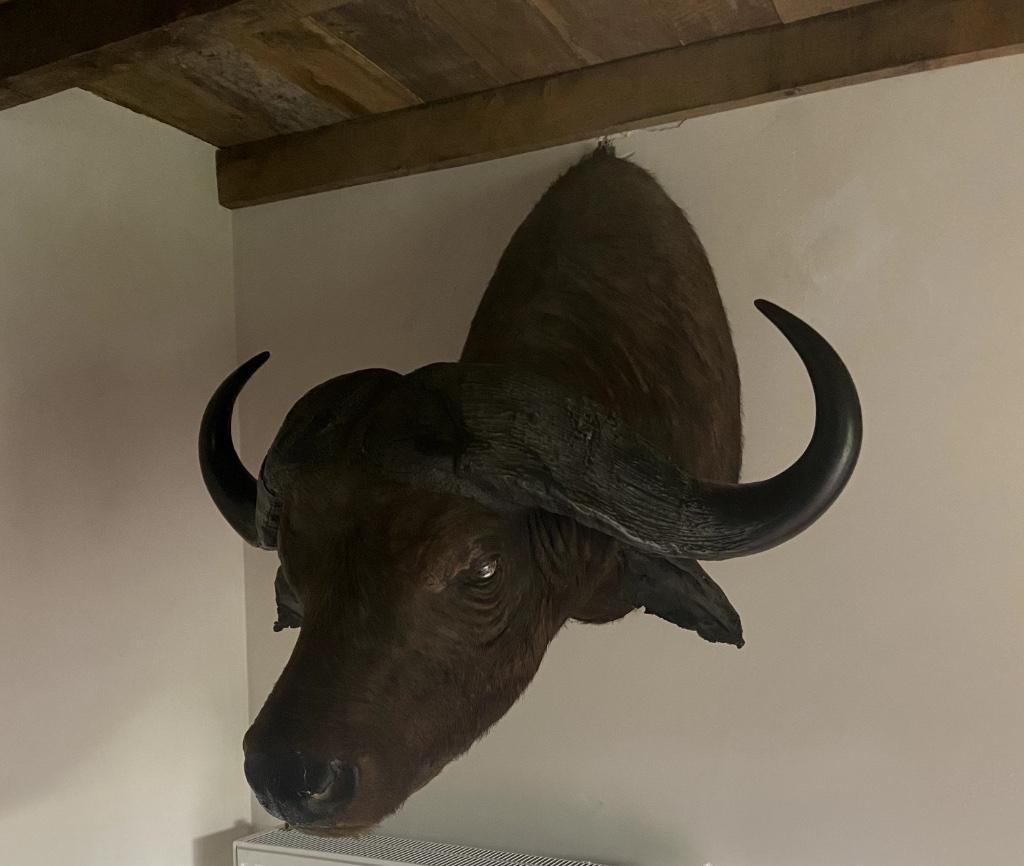 buffle en taxidermie, Collections, Collections Animaux, Enlèvement ou Envoi, Comme neuf, Autres, Bois ou Tête