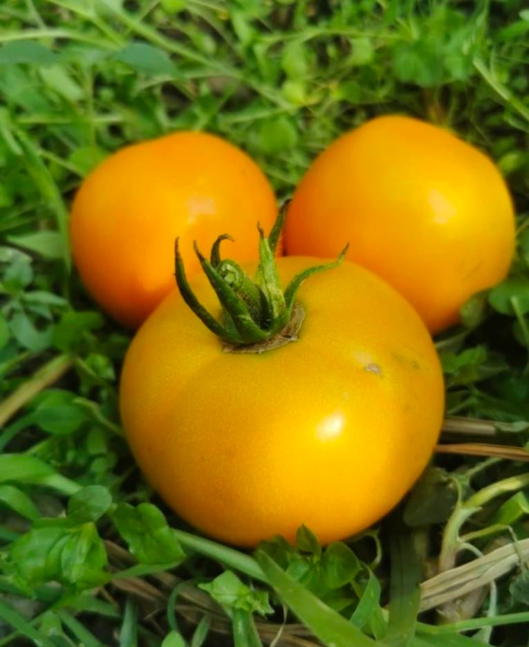 Tomaat Boule d'or (5 zaden), Tuin en Terras, Ophalen of Verzenden
