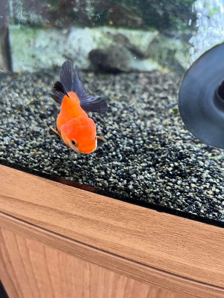 Oranda goudvissen