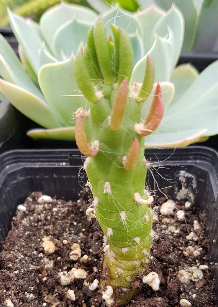 cactus austrocylindropuntia, Enlèvement ou Envoi, Cactus