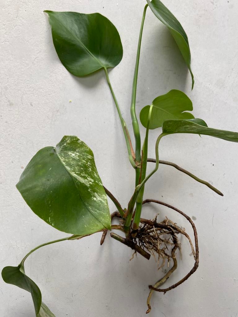 Monstera Variegata, Ophalen