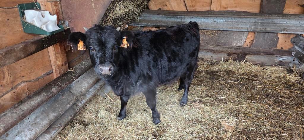 Dexter koe, Dieren en Toebehoren