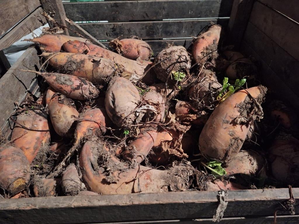 Voederbieten, Ophalen