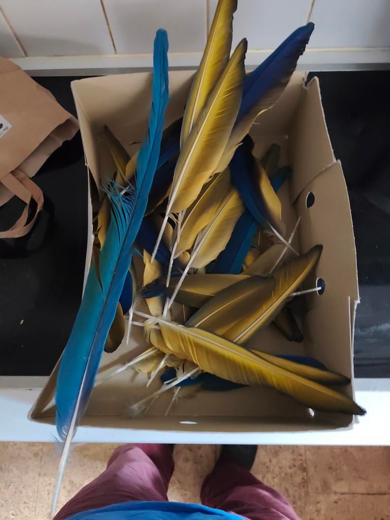 Plumes Ara Blue Yellow, bon état, Hobby & Loisirs créatifs, Enlèvement ou Envoi, Comme neuf