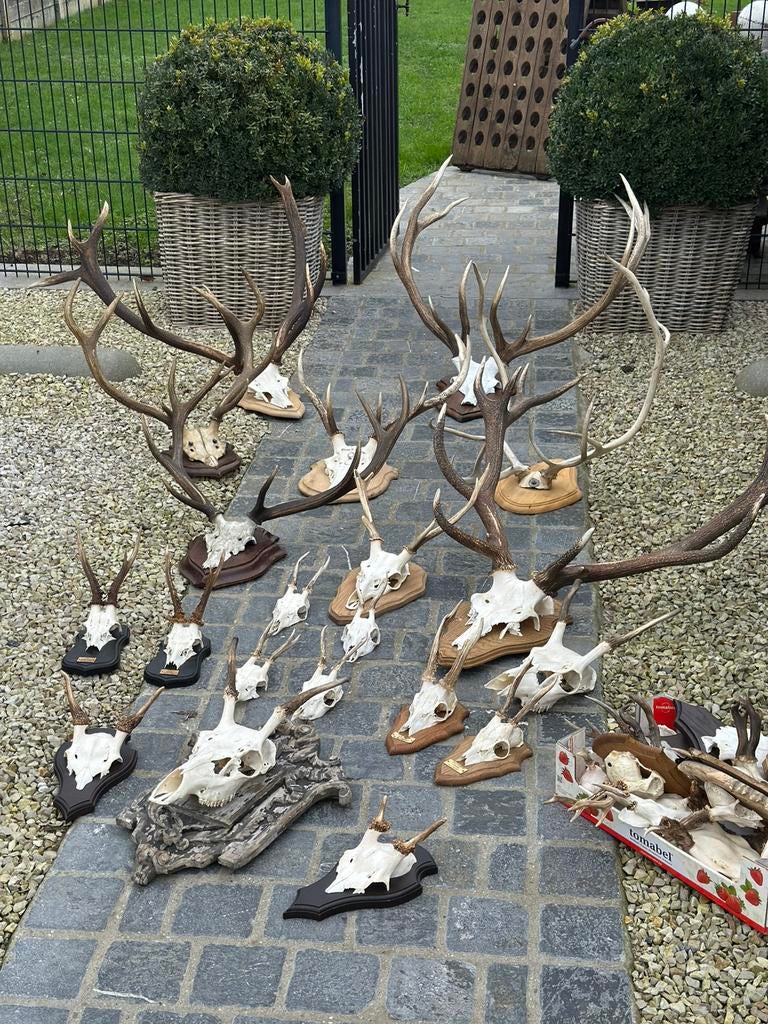 Schedels geweien herten vanaf 10€ tot 185€, Antiek en Kunst, Ophalen