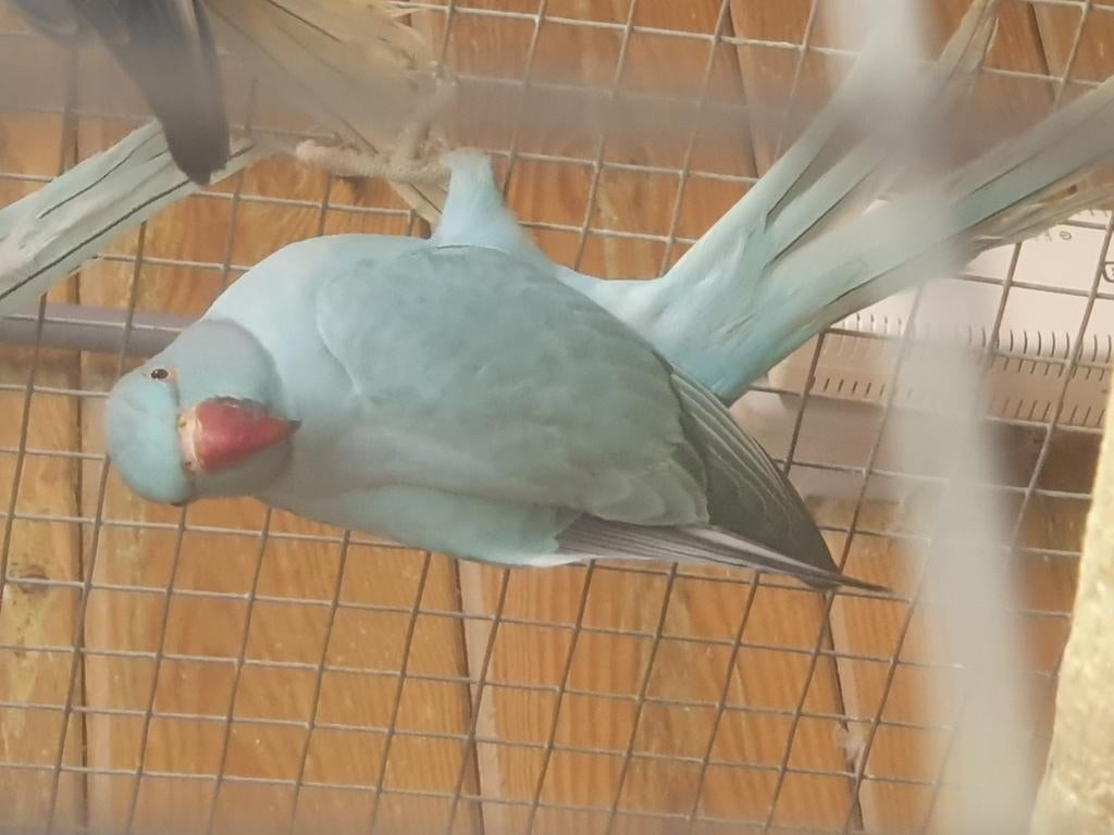1-0 opaline bleue/queue blanche à tête blanche 2025