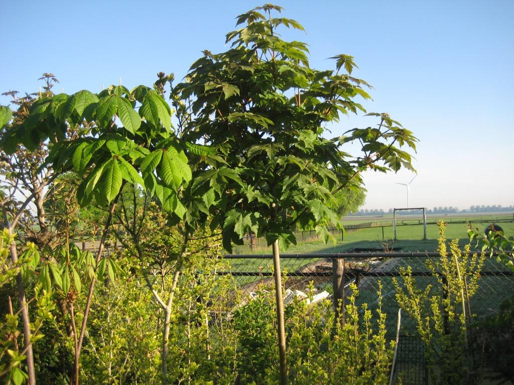 bol esdoorns, Ophalen