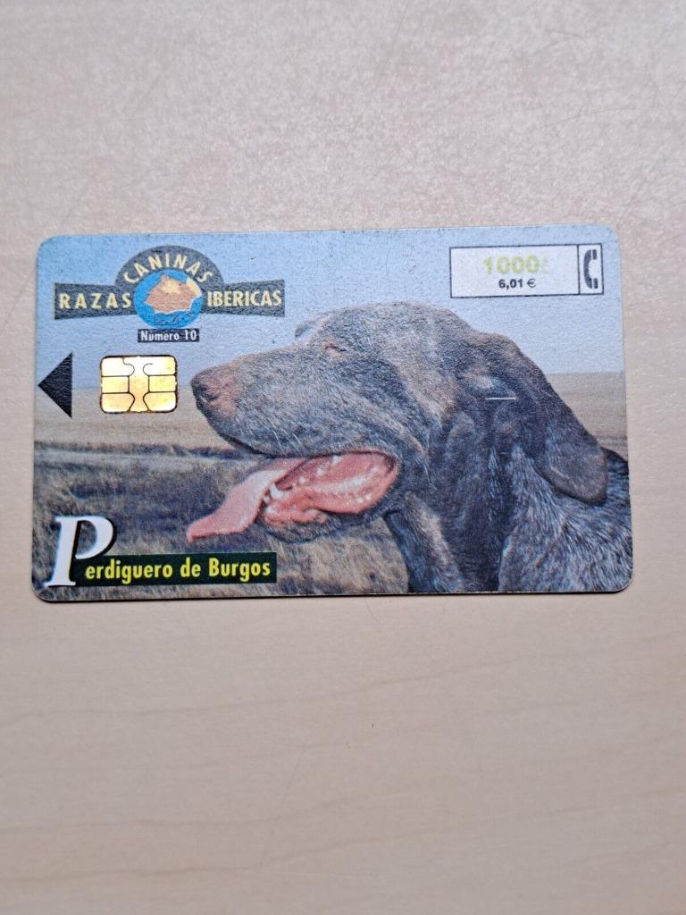 lege telefoonkaart Perdiguero de Burgos retriever dog ca, Ophalen of Verzenden