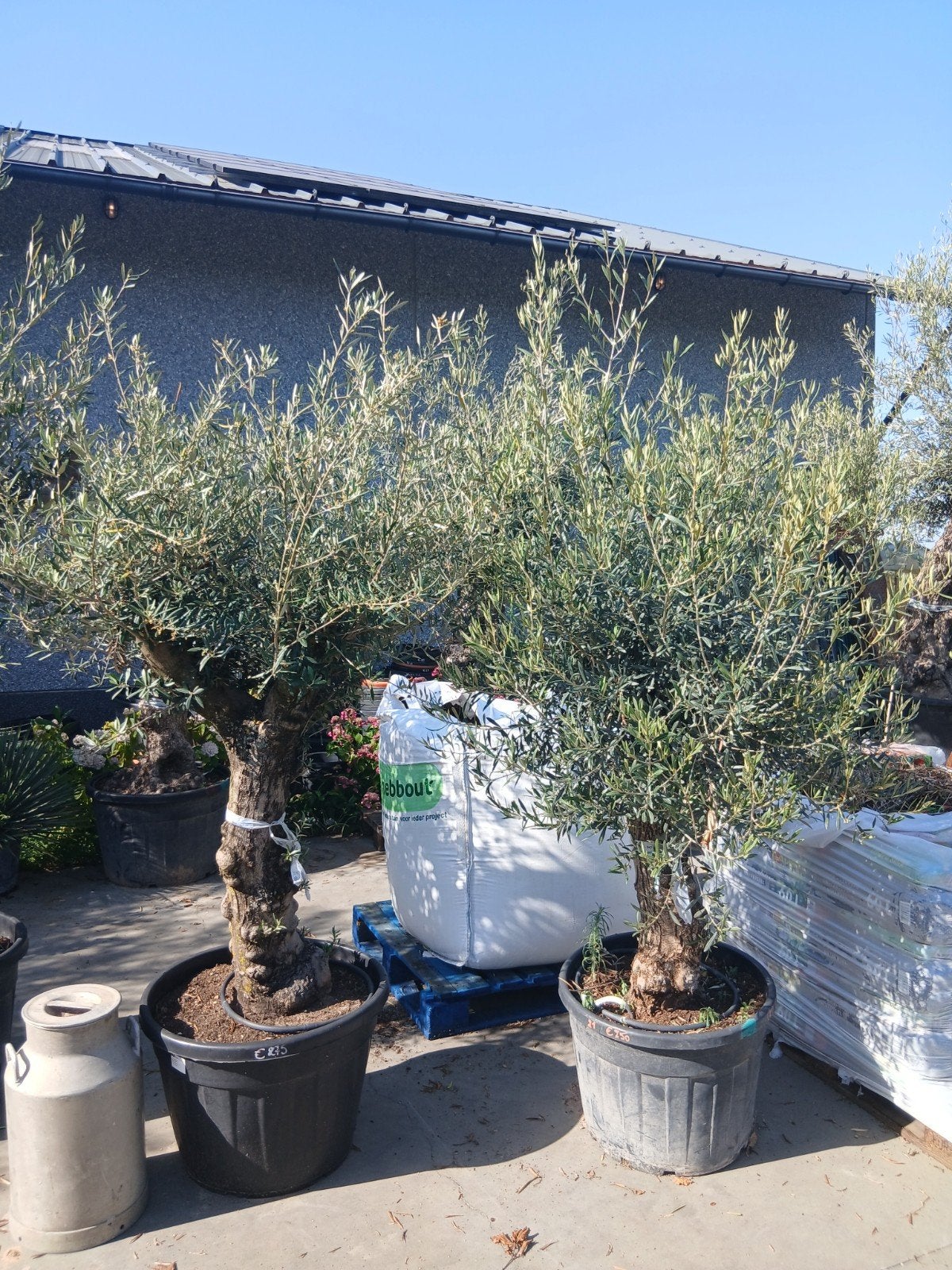 ‼️olijfbomen olea europaea aan promoprijzen ‼️, Tuin en Terras, Ophalen