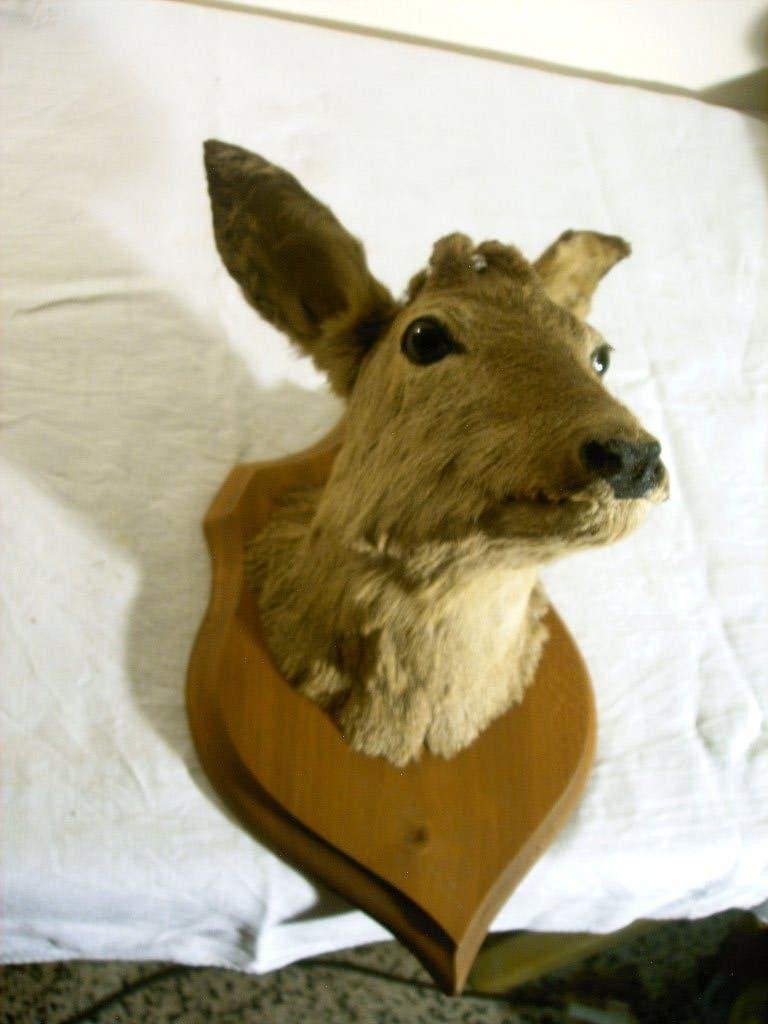 Reop, Collections, Collections Animaux, Comme neuf, Bois ou Tête, Autres, Enlèvement ou Envoi