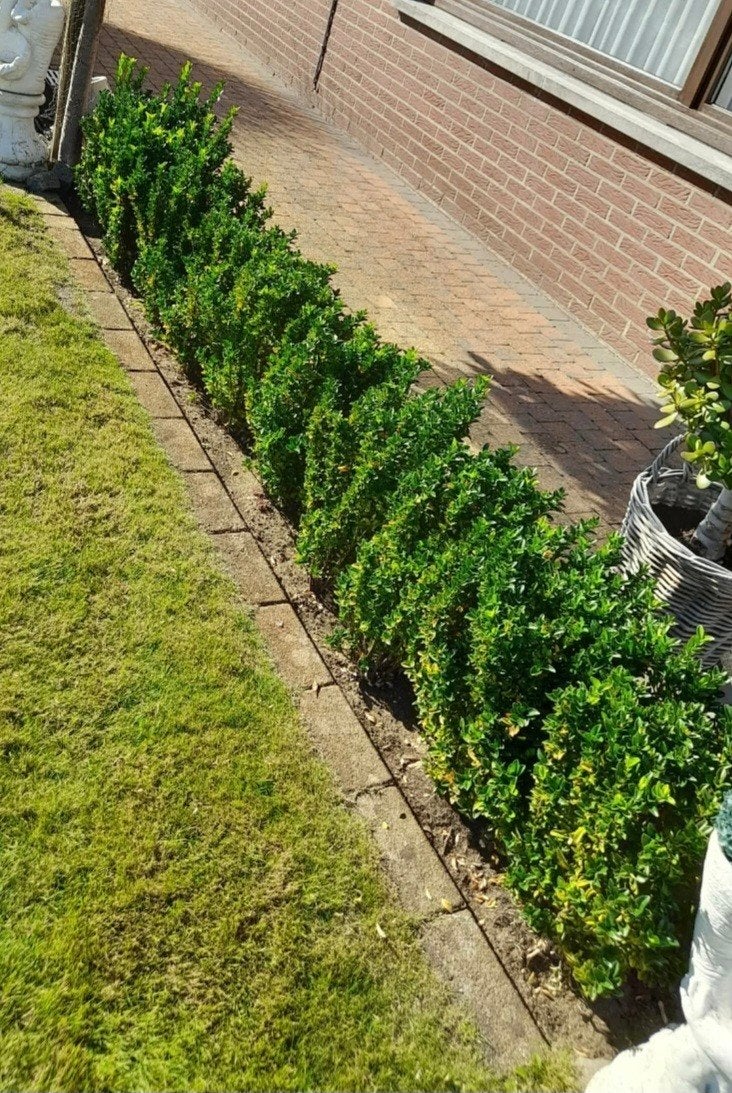 Taxus, Tuin en Terras, Ophalen, Taxus