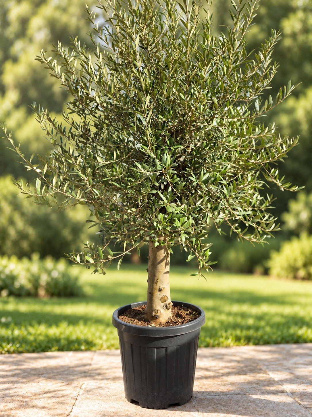 Terrasolijfboom Olea Europaea, Ophalen