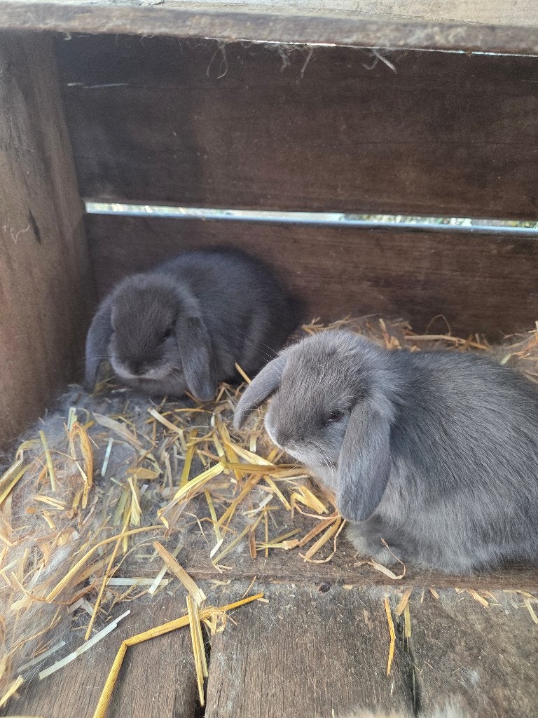 Konijn franse hangoor, Dieren en Toebehoren, Geslacht onbekend, Klein, Hangoor, 0 tot 2 jaar