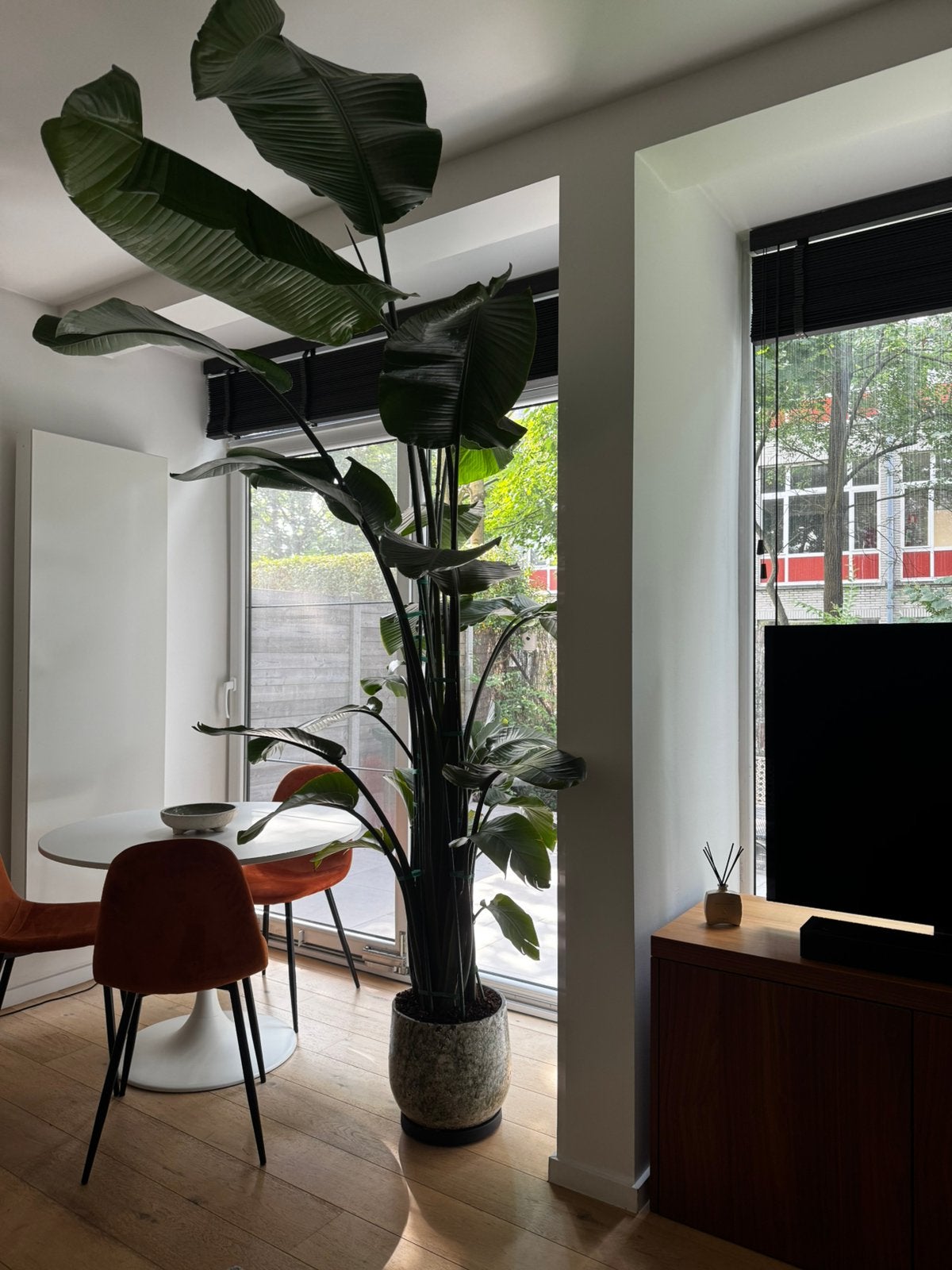 Plant met pot