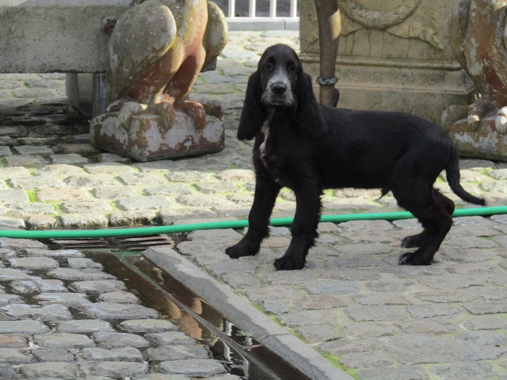 Engelse cocker puppy van 4 maanden oud, 15 semaines à 1 an, Maladie de Carré (chiens), Chien (mâle), Belgique