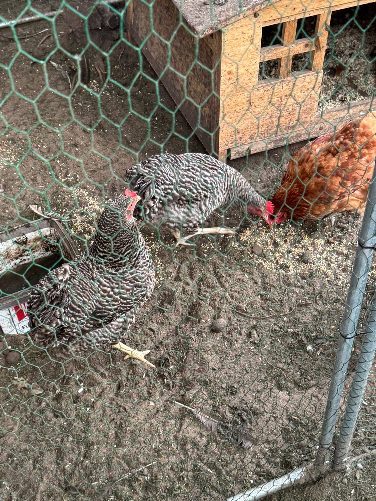 Franse koekoek legkip (legt al), Dieren en Toebehoren, Vrouwelijk, Kip