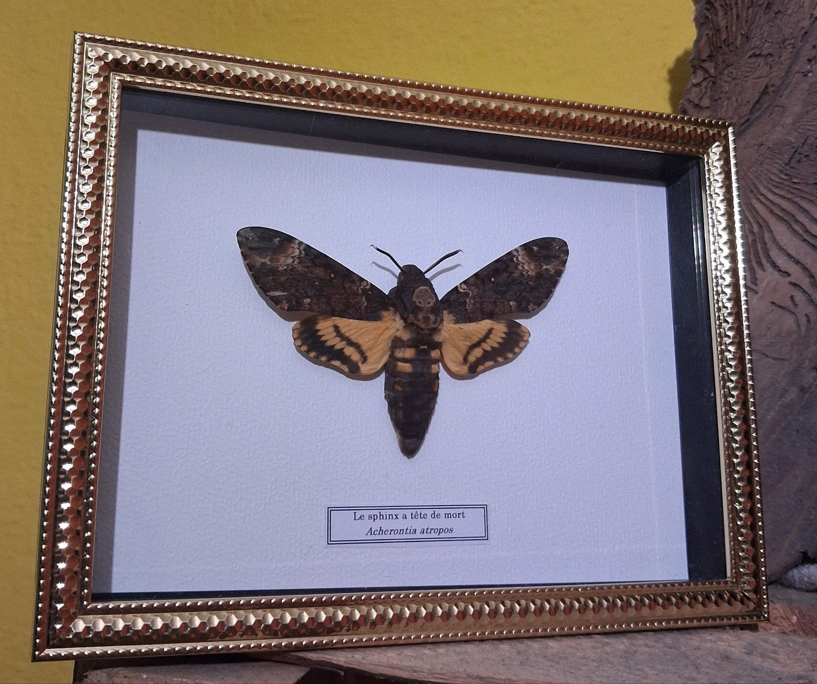 boite vitree 19x14cm Sphinx tete de mort, Acherontia atropos, Enlèvement ou Envoi