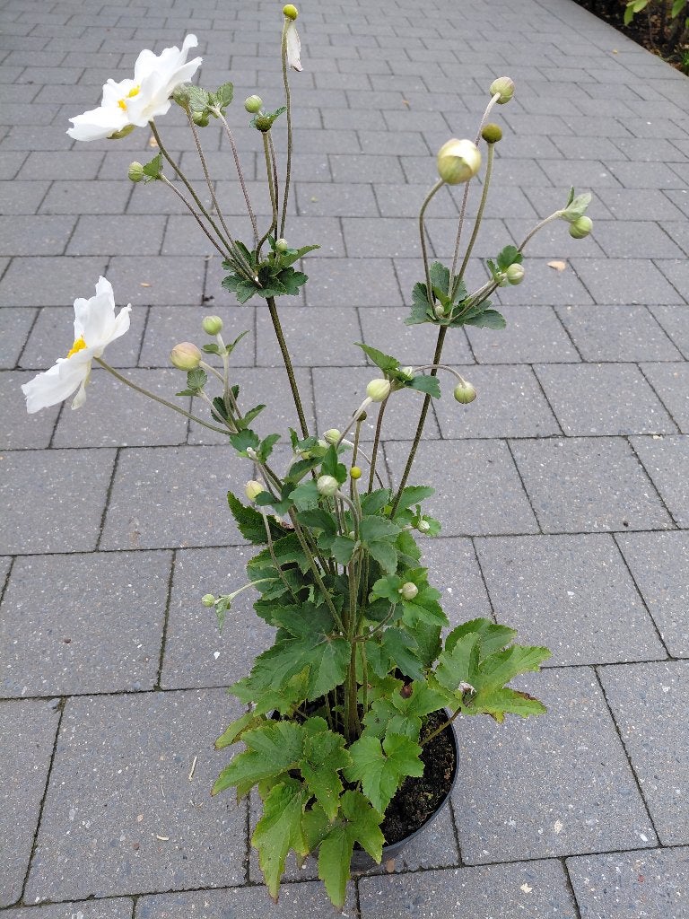 Anemone Honorine Jobert, Ophalen, Halfschaduw