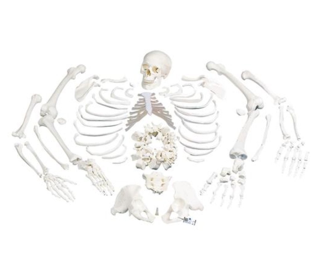 Anatomisch skelet, Ophalen, Nieuw