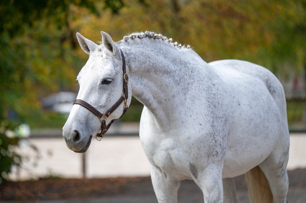 Mooie merrie || ESHA veiling 23-26/10/2026, Dieren en Toebehoren, Merrie, Met stamboom, Springpaard, M