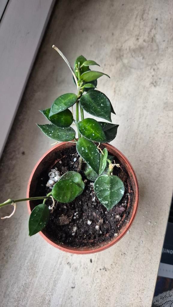Hoya Krohniana Splash, Huis en Inrichting, Kamerplanten, Ophalen of Verzenden