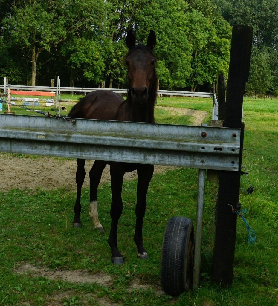 paarden   ik zoek een hoefsmidschort in leder(Bekapschort )., Dieren en Toebehoren, Ophalen of Verzenden