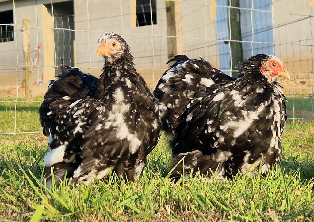 Prachtige raszuivere cochin krieltjes, Dieren en Toebehoren, Pluimvee
