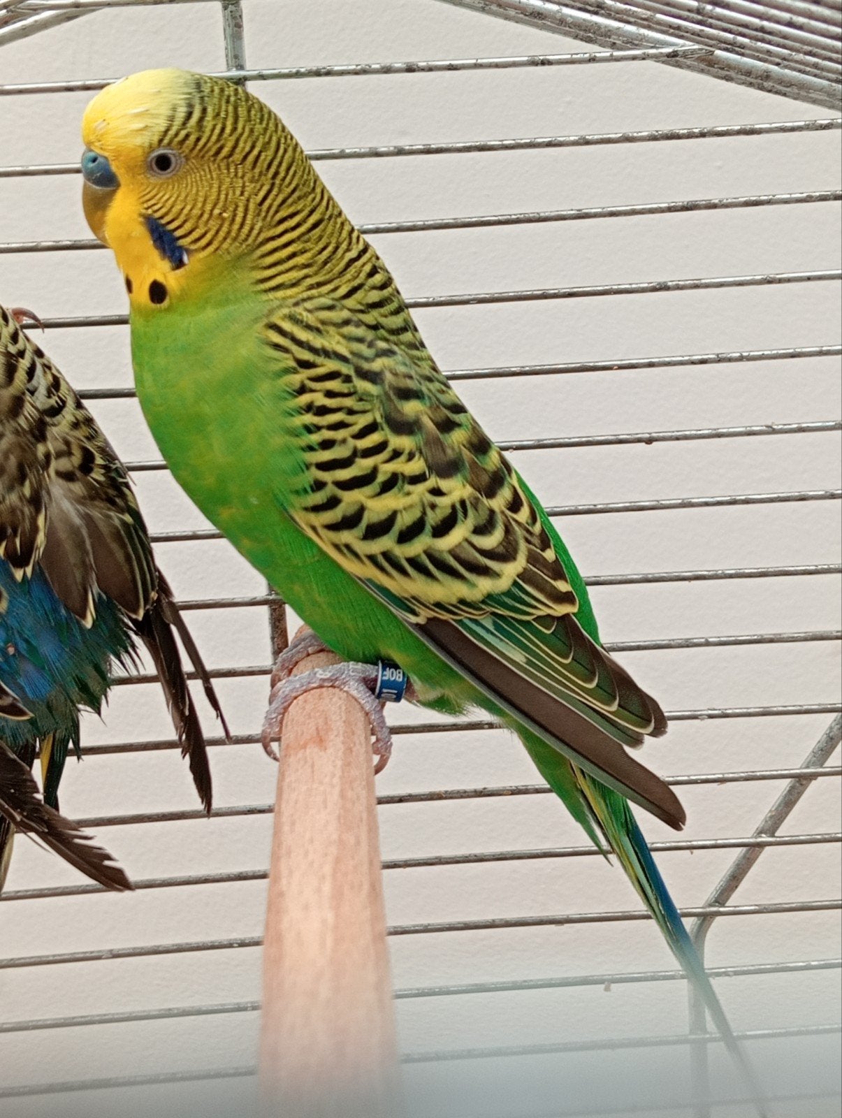 Twee lieve grasparkieten met vogelkooi, Ophalen, Vogelkooi