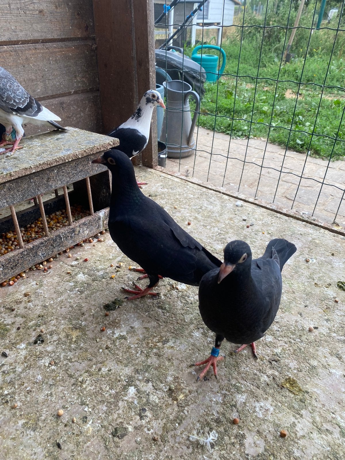 Pitrain jongen, Dieren en Toebehoren, Vogels | Duiven, Meerdere dieren, Postduif