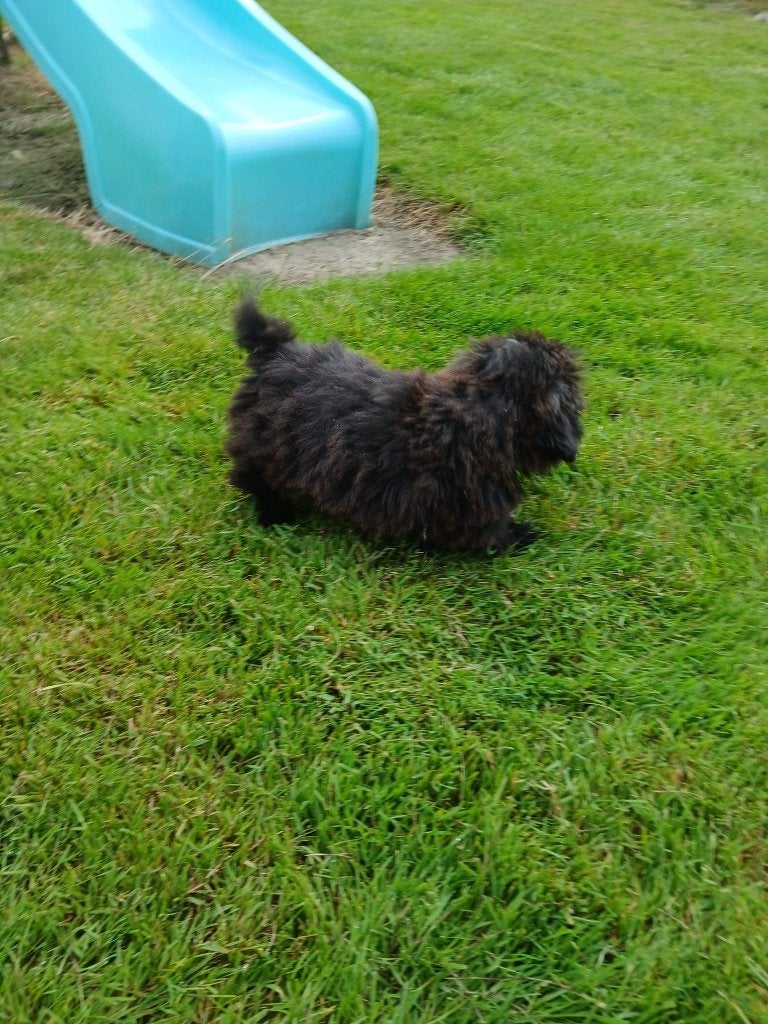 Shih Tzu pups, Dieren en Toebehoren, Parvo, België, Overige rassen, 8 tot 15 weken