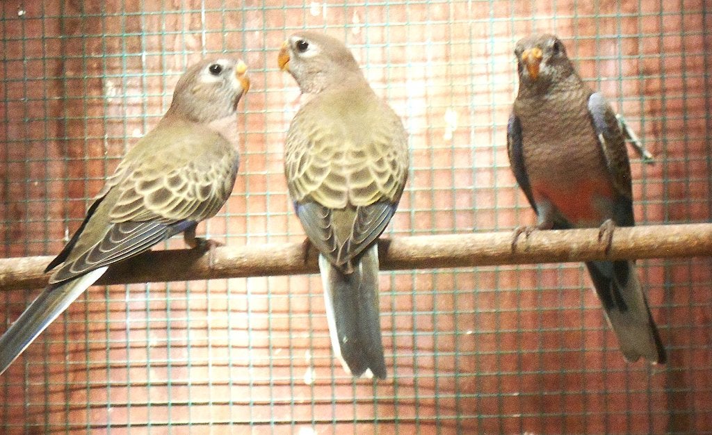 perruches de Bourkes 2026, Animaux & Accessoires, Oiseaux | Perruches & Perroquets, Plusieurs animaux, Perruche, Bagué