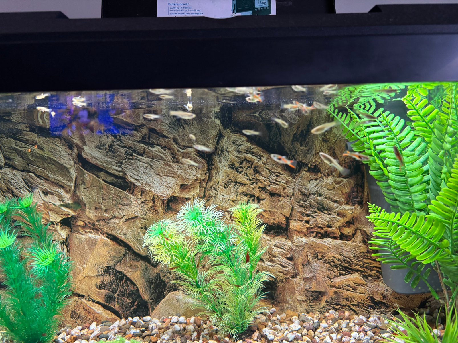Endler guppen guppy’s, Animaux & Accessoires, Poisson, Poisson d'eau douce
