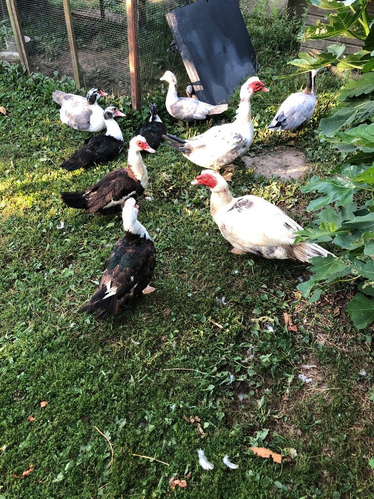 barberies, Dieren en Toebehoren, April, Meerdere dieren