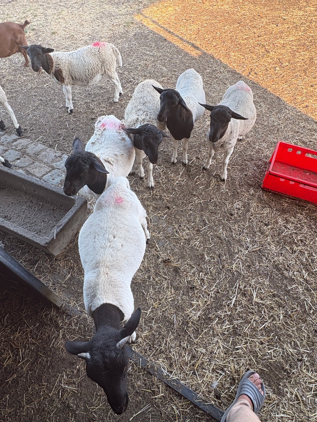 Dropers ram lammers, Mannelijk, Schaap