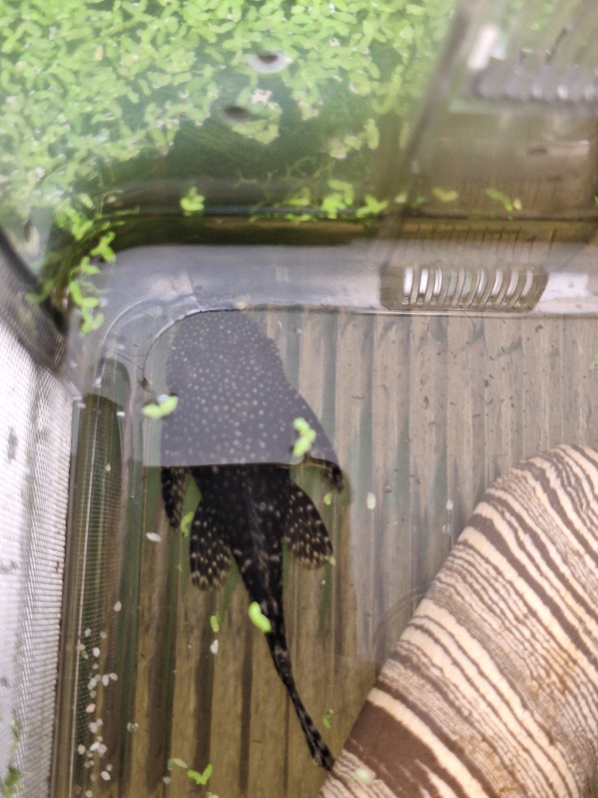 Longfin en shortfin algeneter jongvolwassen, Dieren en Toebehoren, Vissen | Aquariumvissen, Vis, Zoetwatervis