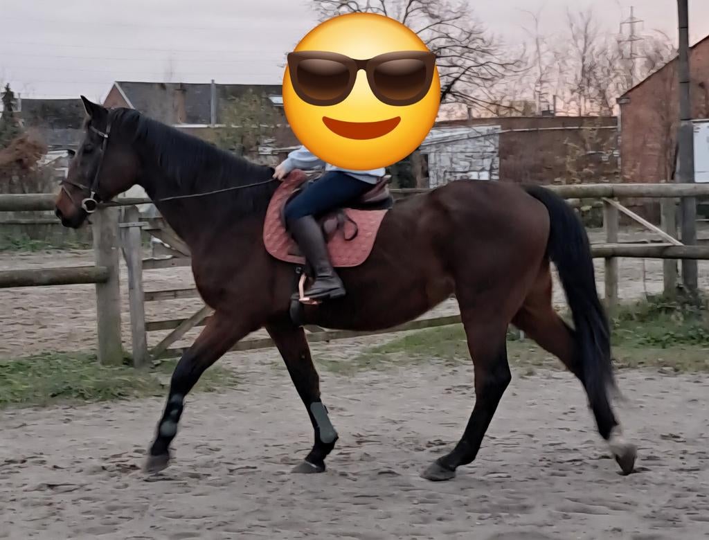 Brave recreatieve ruin te koop, Dieren en Toebehoren, Paarden, Met stamboom, Ruin, 170 tot 175 cm, 11 jaar of ouder