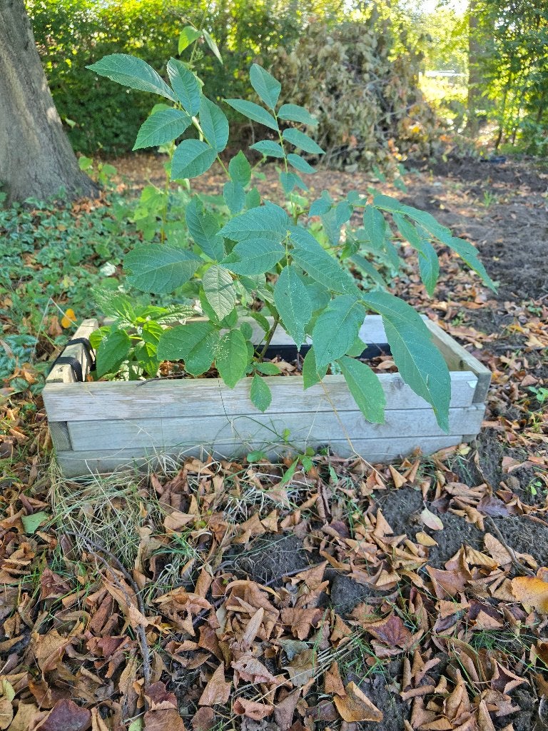 Walnoot of okkernoot boom - Juglans regia, Jardin & Terrasse, Enlèvement