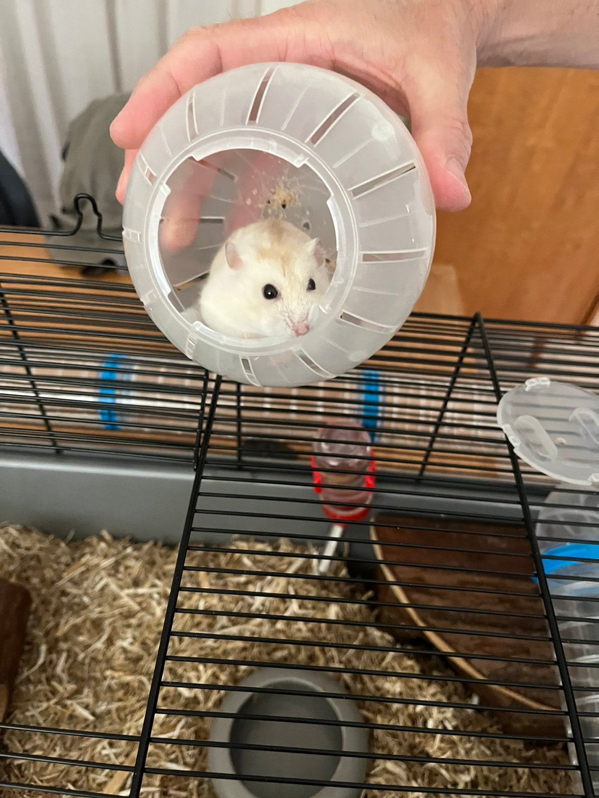 Russische hamster met kooi en toebehoren, Dieren en Toebehoren, Knaagdieren, November, Vrouwelijk, Hamster