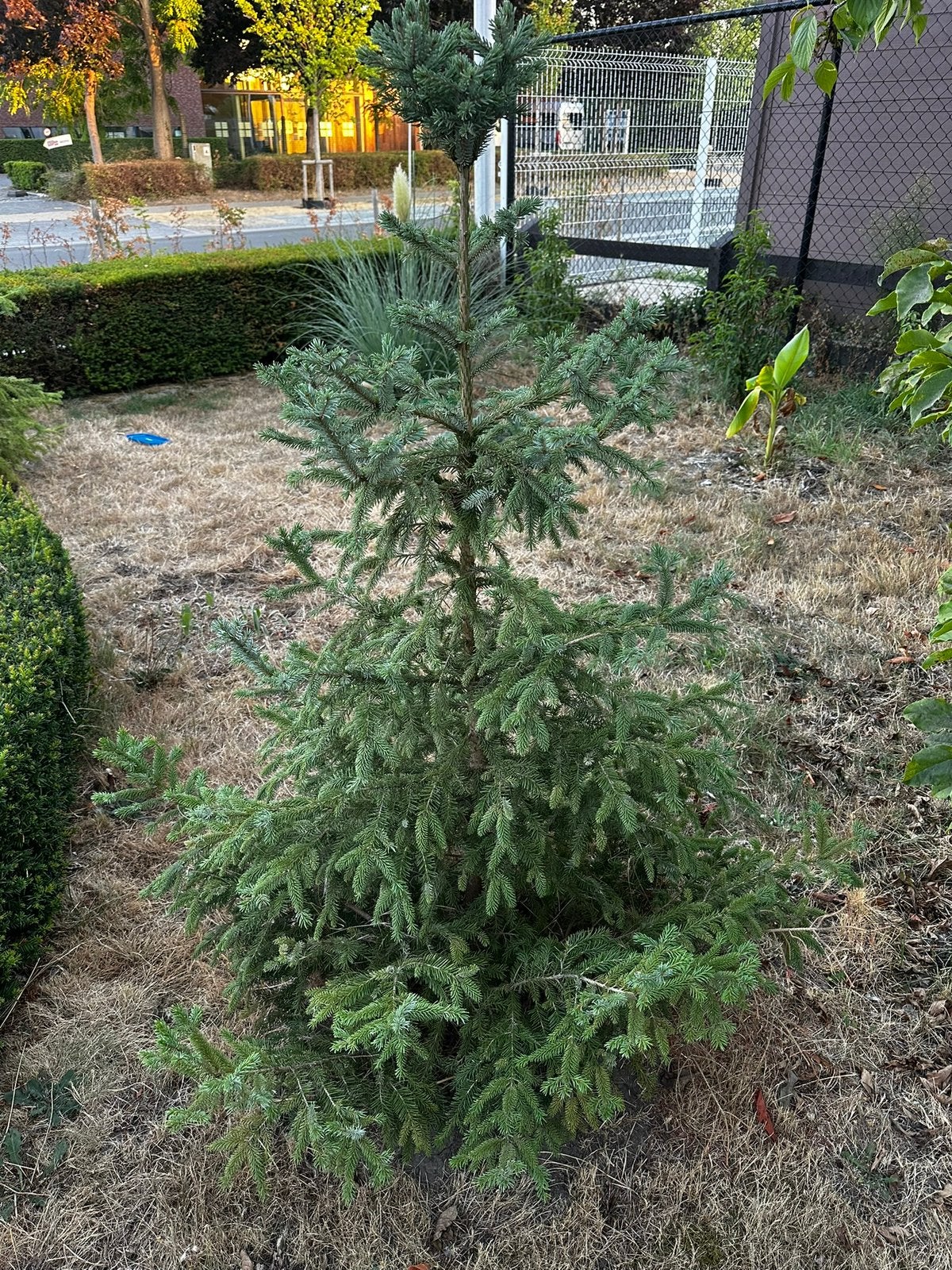 Gratis 2 stucks Picea Omorika (rond 140 cm hoog), Ophalen